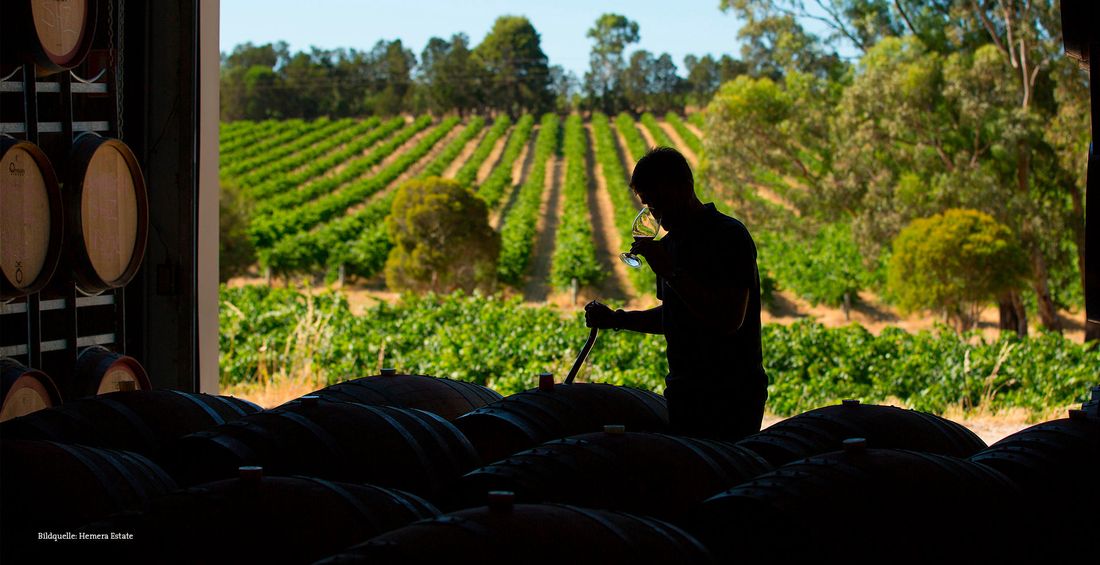 Winzer bei der Arbeit im australischen Weinberg